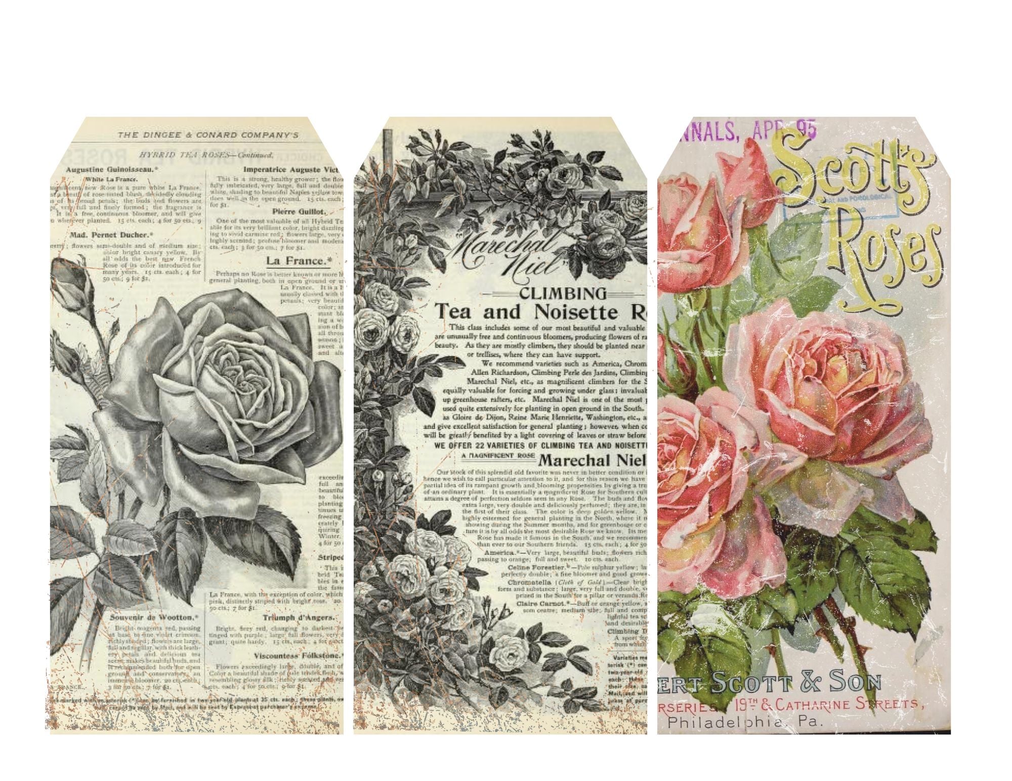 La Roseraire Jardin Ephemera